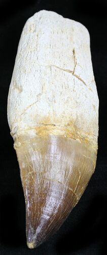Huge Rooted Mosasaur (Prognathodon) Tooth #21981